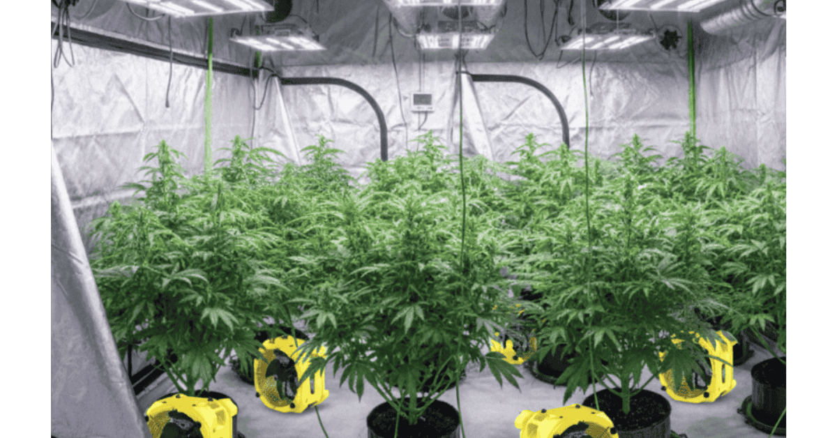 6a. Zeus Extreme 3000 Fans in grow room by Pure n Natural.png