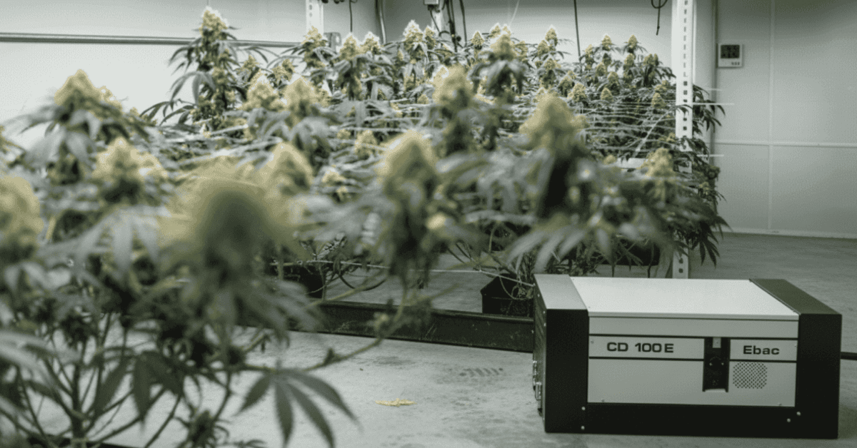 Flowering cannabis plans with CD 100E dehumidifier by Pure n Natural