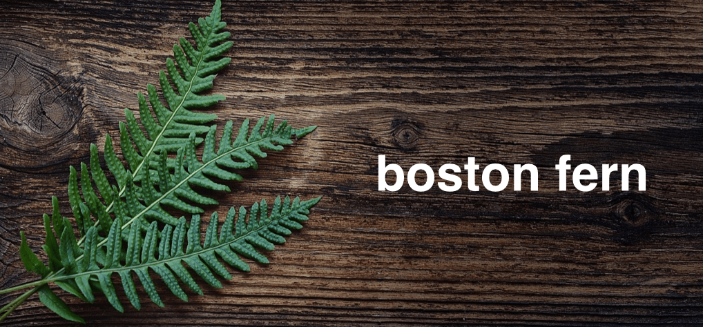 boston-fern-3