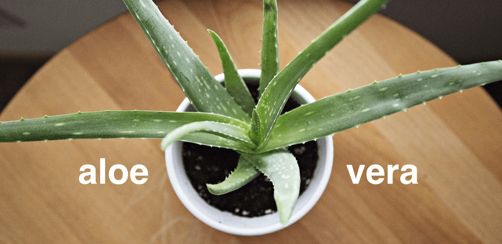 aloe-vera