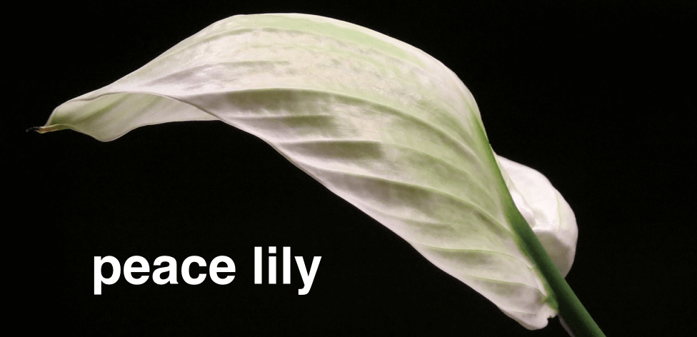 lily