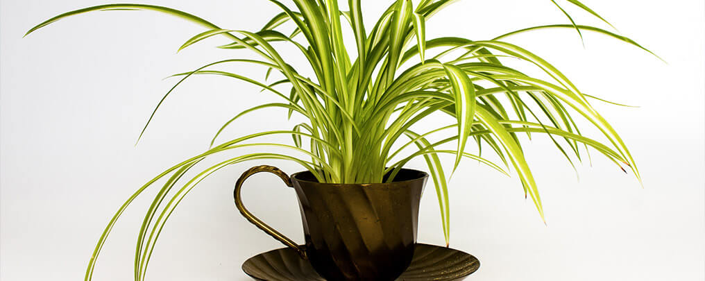 make-use-of-houseplants