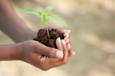 buying-a-humidifier-for-your-grow-room