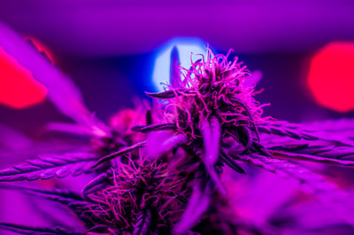 grow-room-lighting-basics